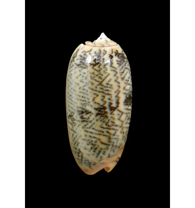 reticulata zebra 48,0mm SUPERB