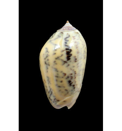 incrassata burchora 42,0mm