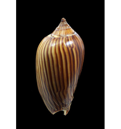 zebra 56,0mm NICE COLOR