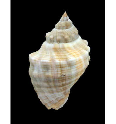 haemastoma 82,0mm BIG