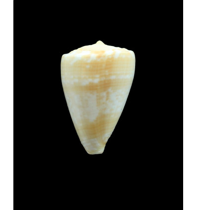 ateralbus 38,9mm SPECIAL COLOR