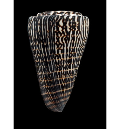 litteratus arabicus 117,0mm SUPERB