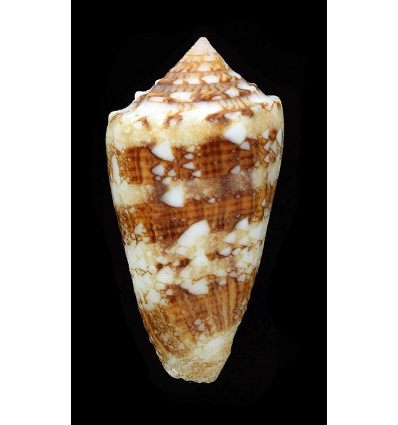 ammiralis pseudocedonulli 38,2mm