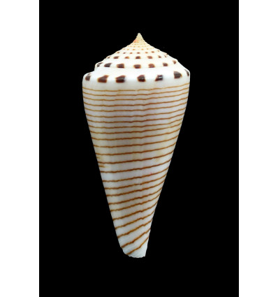 hirasei 54,0mm SUPERB