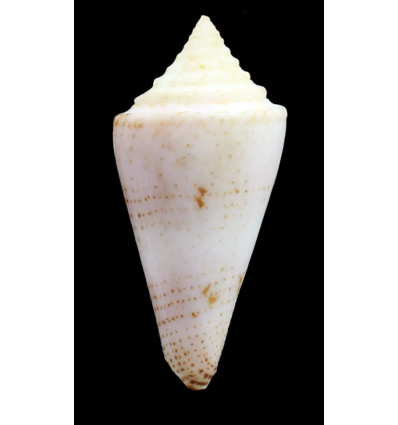 luciae 38,0mm BIG SIZE