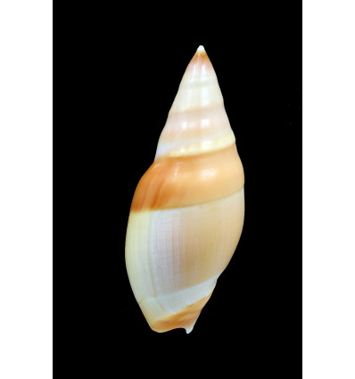 vernedei herlaari 78,0mmm