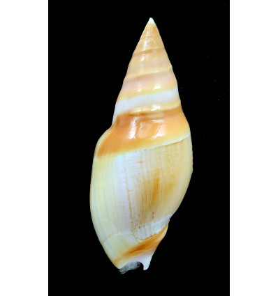 vernedei herlaari 87,0mm BIG