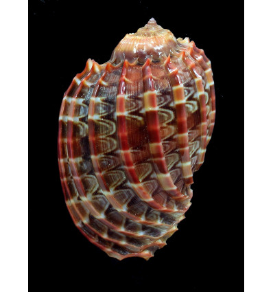 harpa cabriti 63,0mm RED