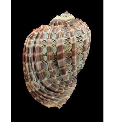 cabriti 111,0mm GIANT