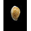 rottnestensis 28,3mm