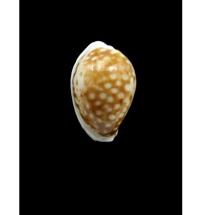 rottnestensis 28,3mm