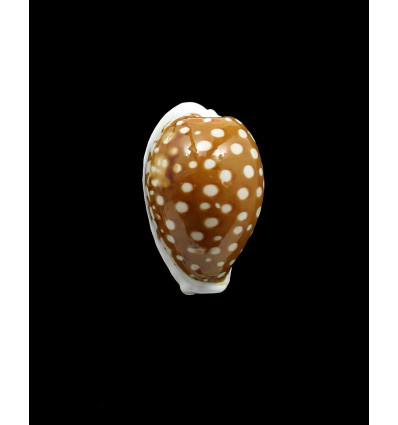 rottnestensis 27,4mm BIG