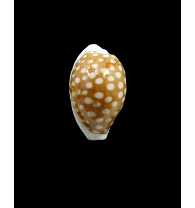 rottnestensis 28,9mm