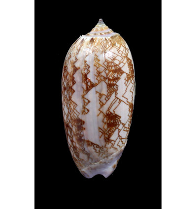 porphyria 64,0mm DWARF