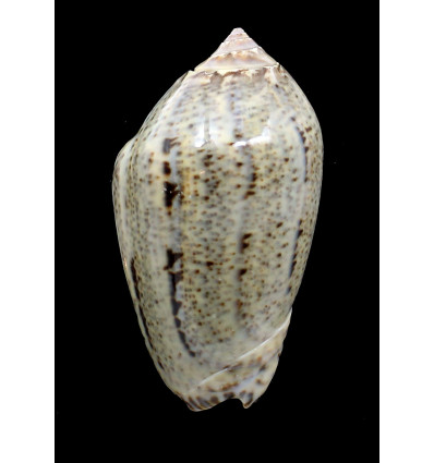 incrassata 73,0mm