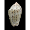 incrassata 73,0mm