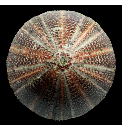 esculentus 142,0mm MONSTER