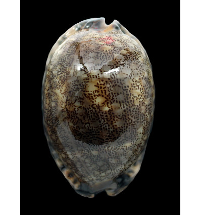 arabica immanis 91,0mm BIG