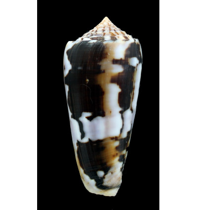 gubernator 78,0mm SUPERB