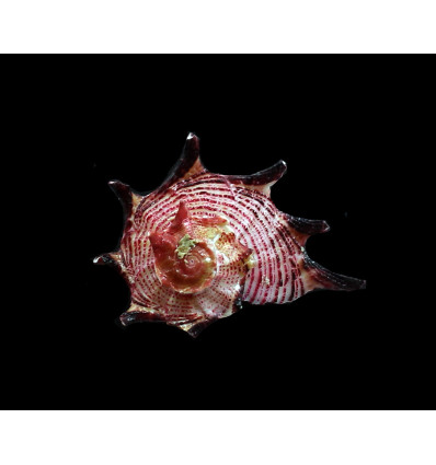 atrata 38,0mm SUPERB