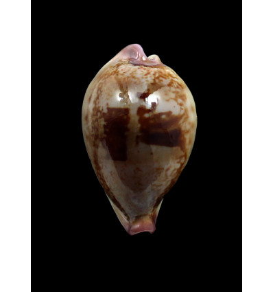 hirasei 39,0mm SPLENDID