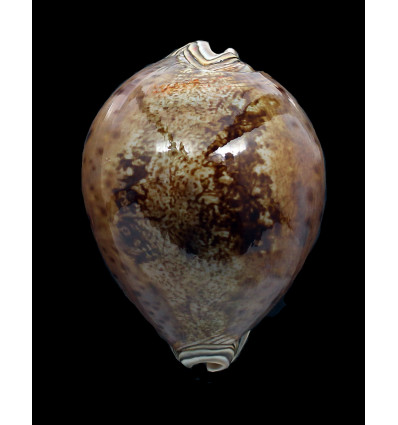 valentia 94,0mm BIG DARK