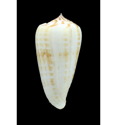 inscriptus bangladeshianus 71,7mm