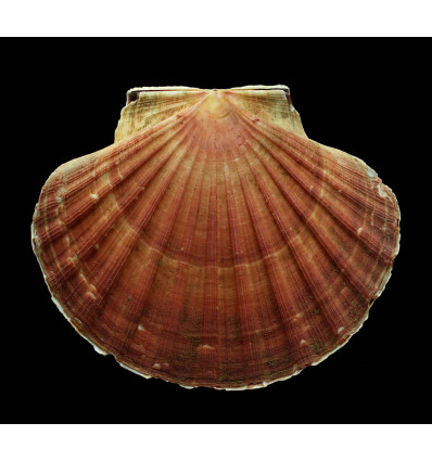 maximus 155,0mm MONSTER