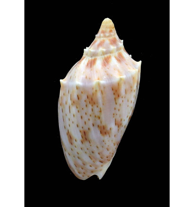pulchra wisemani randalli 56,0mm