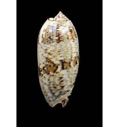 sericea granitella 75,5mm