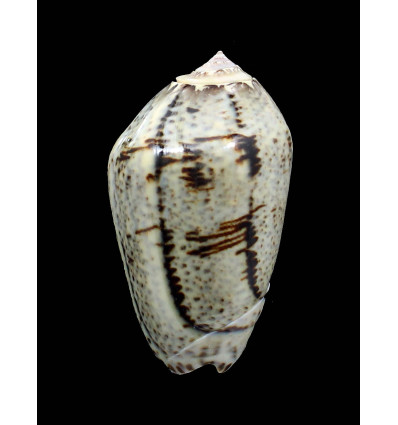 incrassata 62,0mm SUPERB