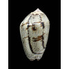 incrassata 62,0mm SUPERB