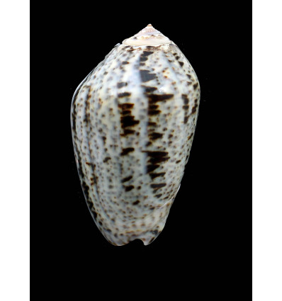 incrassata 74,0mm BIG