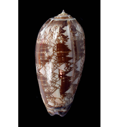 porphyria 105,0mm SUPERB