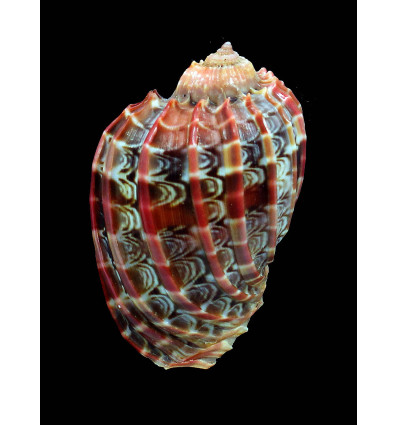 cabriti 68,0mm RED FORM