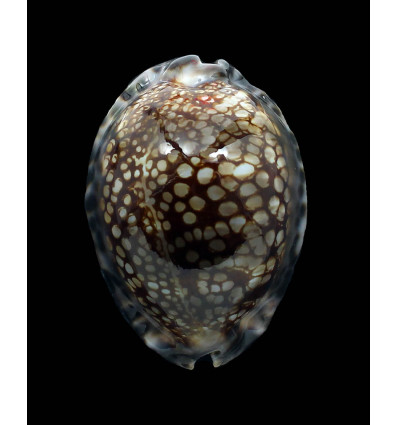 maculifera 70,0mm DARK