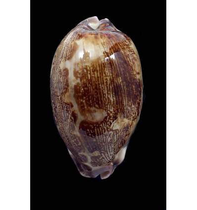 mappa ultraviola 68,0mm