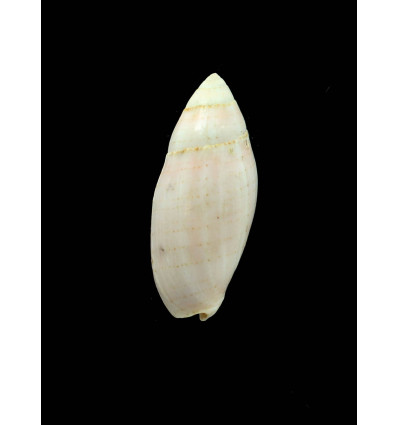 nucea 64,0mm BIG