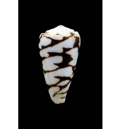 marmoreus "batard"49,0mm