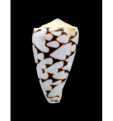 marmoreus "batard" 55,0mm