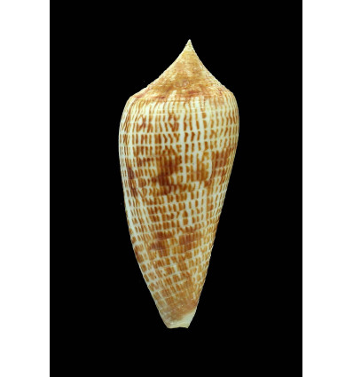 armadillo 71,0mm SPECIAL COLOR