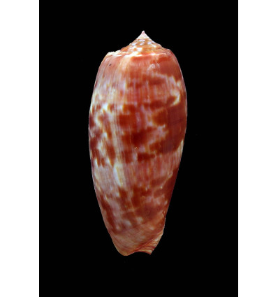 bullatus pongo 63,4mm BIG