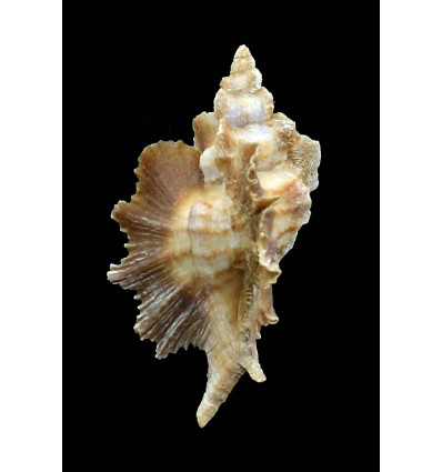 macroptera 52,0mm BIG