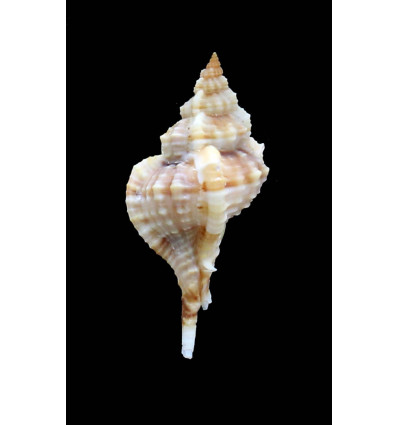 carolynae 50,5mm UNCOMMON