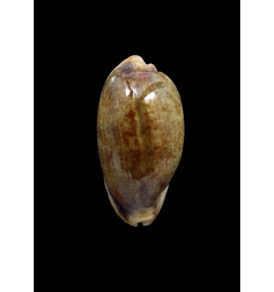 caurica fuscorostrata 47,0mm