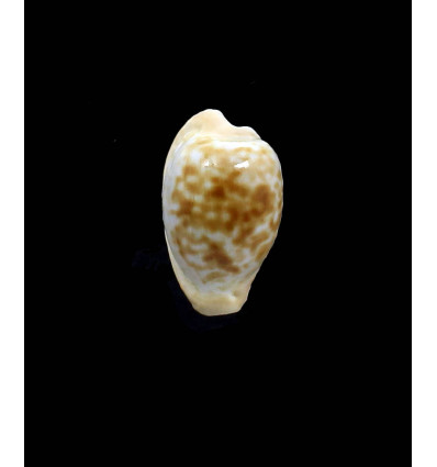 coronata debruini 32,0mm