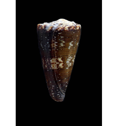 imperialis fuscatus 51,4mm EXCEPTIONAL