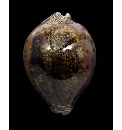 valentia 91,0mm DARK