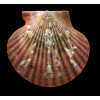 flabellum 66,0mm BIG