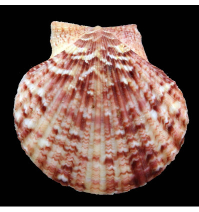 opercularis 56,0mm